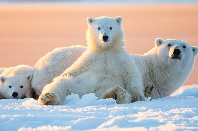 International Polar bear day