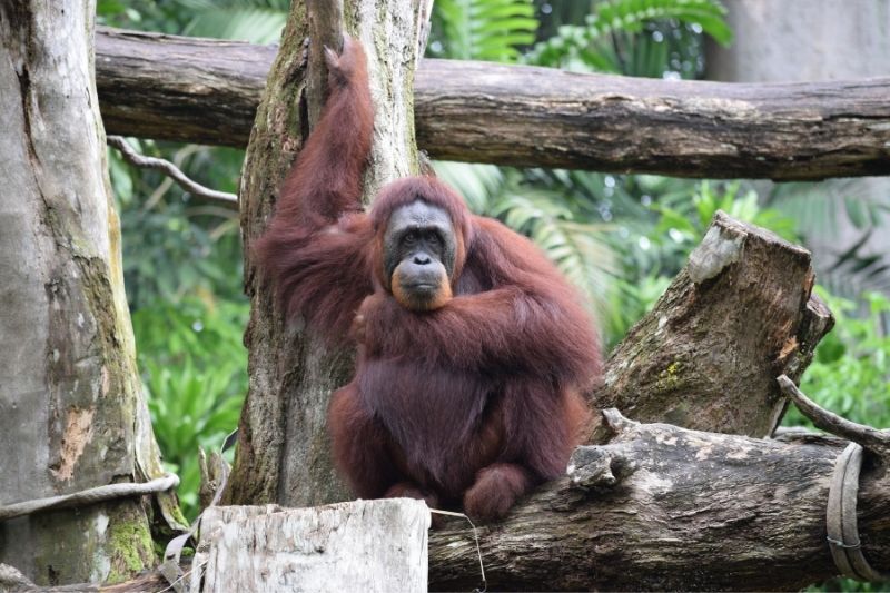 World Orangutang Day